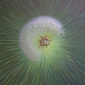 dandelion 391, click here to see it bigger