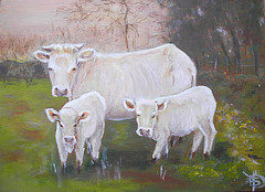  Charolaises et veaux  Serans 