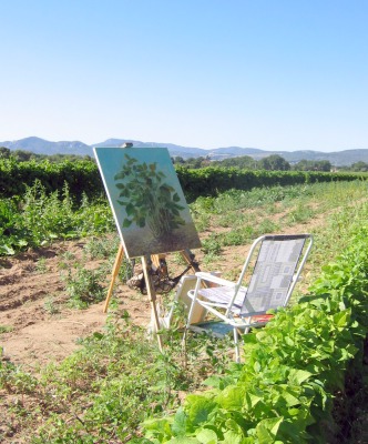 Le "Grand Jardin" potager chez les Apptel,  Mazan.Entre vignes et ceriseraie
